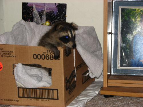 Baby Raccoon - Heres the little cutie pie