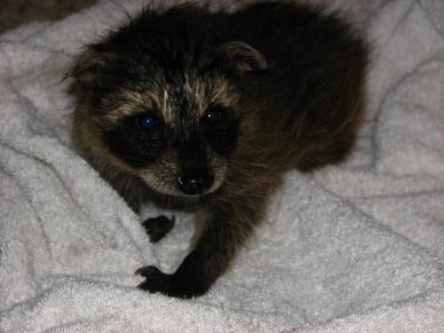 Wet Raccoon - Heres the littel babe when we found it.