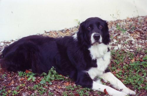 Bongo - Trying to look Regal.