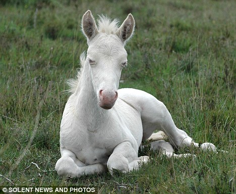 The new trourist attraction - A rare albino foal