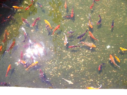 Coy in a pond at Laughlin NV - Carp swimming in a pond. There were hundreds of them