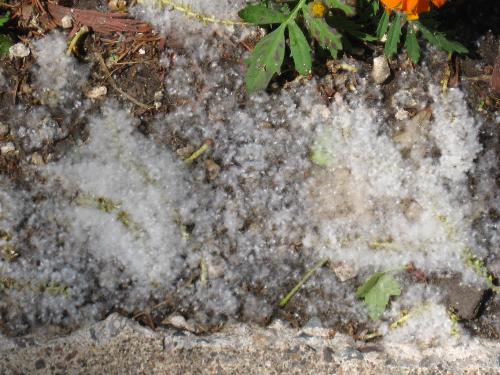 Fuzzy snow - In my flower bed