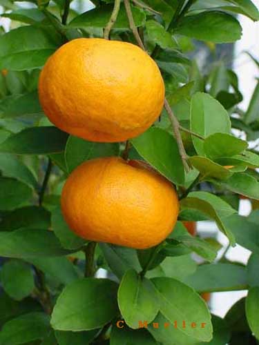 citrus - citrus aroma