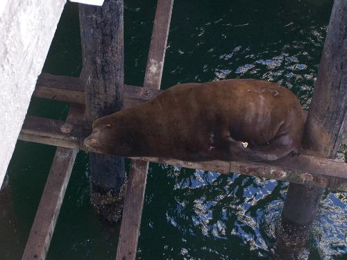 Harbor Seal relaxing - This seal was up on the pier relaxing. The only thing I couldn't figure out was how he got up there. There wasn't anything close for him to climb up on. It was very interesting. This location is Monterey Bay in Santa Cruz California.