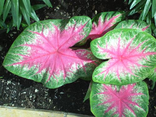 Caladiums in a conservatory. - This shade loving tuberous plant always is beautiful. There are shades of white, pink, green and red on the leaves. I remember them from when I was a child.