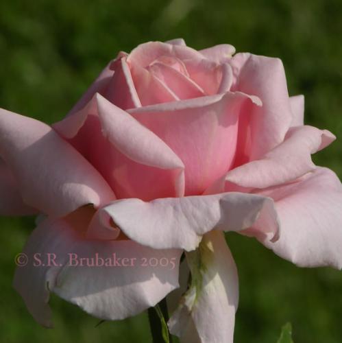 it's me - it's me. i feel like a rose. such a beauty.