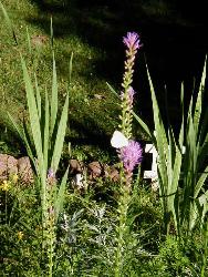 garden flower - A flowering plant in our garden garden flower - A flowering plant in our garden