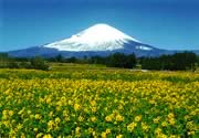 Mountain - Mount Fuji
