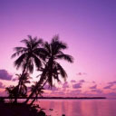 fine evening - picture of a sea shore..