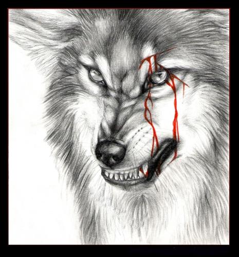wolf - The wolf is my power animal, the wolf images i chose have to be very specific to my liking because it is so important to me, this one describes the power I feel of a wolf when I see it!