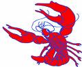 Crawfish - Drawing of large crawfish