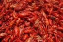 Crawfish - Large batch of cooked crawfish
