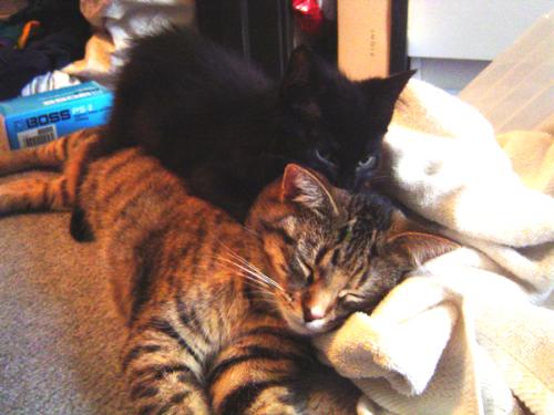 An old picture of my babies - kitties