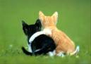 Friends - Two kittens that are good friends
