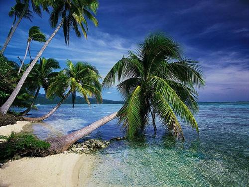 A pic from my bedroom window (jk) - tropical