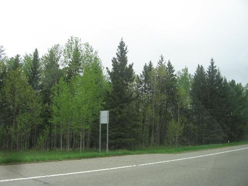 in the way - Nice trees....In the way to Itasca Park.
