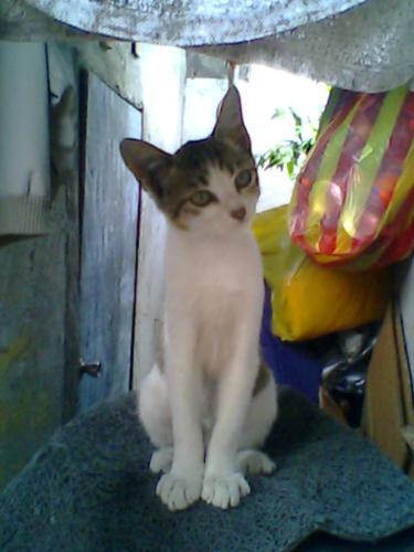 bogart - here is a picture of me & my girlfriend's cat. i found her at the parking lot where i work.