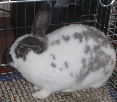 One of my babies - How cute is Thumper. This is one of my babies that I adore