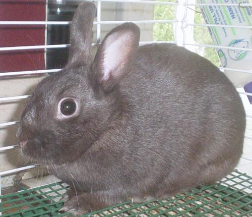 Another one of babies - This is the mean one but I love her to death. This is another one of my babies