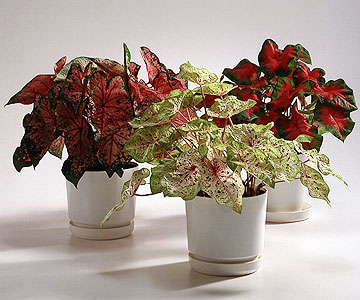 Caladiums - Pretty colors