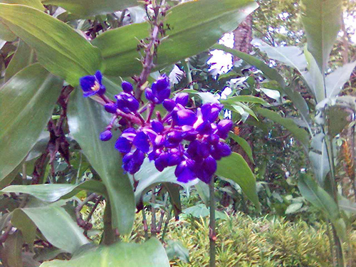 purple flowers - taken at Philippine Eagle Farm, Davao City, Philippines last August 2007 (ericson k700iphone)