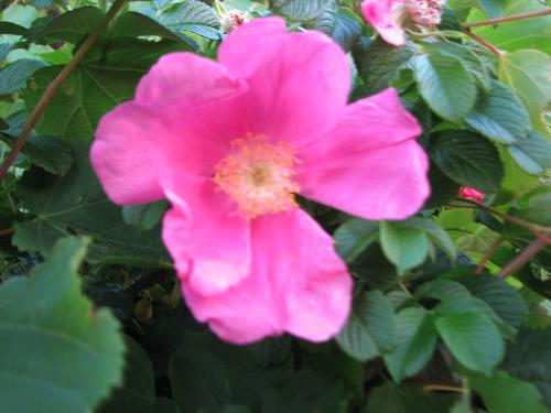 pink flower - a beautiful flower from Fall River, MA, taken June 1, 2008 courtesy of Wally, thanks Honey!