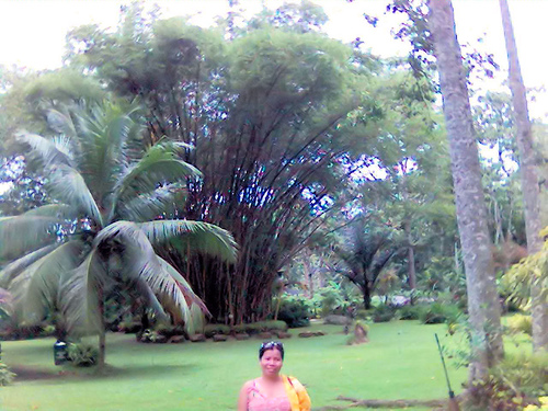 bamboo tree - taken last August 2007 @ The Philippine Eagle Center