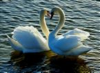 love - Two swans making out. Two swans in love. Two swans in romance. Two swans in a lake.