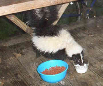 pet skunk - pet skunks are common pets i hear