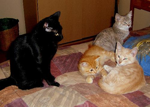 Having a 'family' of cats - My hubby and I do not have kids...but have always had a variety of pets that we see as part of our family. This photo was taken of 4 of the 5 cats we have when they were kittens. Nexus is the black female, Nova the beige male, Shallie is the gray female and Tigger is one of two ginger twin marmalade males. We loved Tigger so much we went back to the barn where we adopted them from and brought his little brother Tee-Tooh home...to make up our Fab 5 Cats. We also have a dog named Cherokee