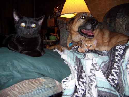 One big, happy pet family - This photo shows that cats and dogs can be happy siblings. This photo was taken of our dog Tasha before she was put down in January, 2008. She loved the cats and the cats loved her as shown by their snuggly photo. The little kitten is one of two ginger male twins we have and Nexus the black cat is one of two females in our pet family of 6. We have one other dog...Cherokee and he likes having cats in the family too.