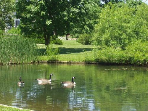 Canadian Geese - We see them everywhere here, especially in our metro parks like this one.