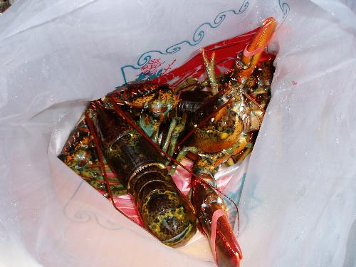 Fresh Live Lobsters - Fresh live lobsters, Maine lobster