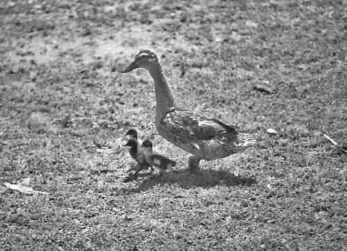 Momma Mallards walking With Her Babies - Black and white photo of a mother mallard with her chicks