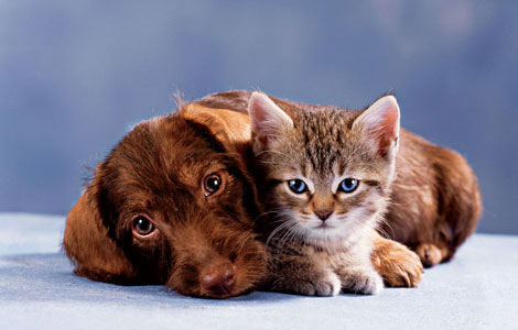 cat and dog - Way of living despite differences