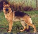 dog - The German Shepherd, as its name implies, is trained for herding and protecting sheep. It is a popular guard dog, and is also used as a guide dog for the blind.