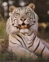 cats and tigers - "White Tiger Growling" cats and tigers - "White Tiger Growling"