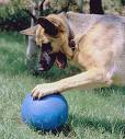 dog - Giant Dog Exercise Ball
