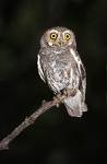 smart owl - Be as smart as an owl. Wisdom, wise owl