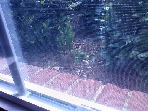Baby Bunny - Click on Pic to open...it was no bigger than my balled fist.