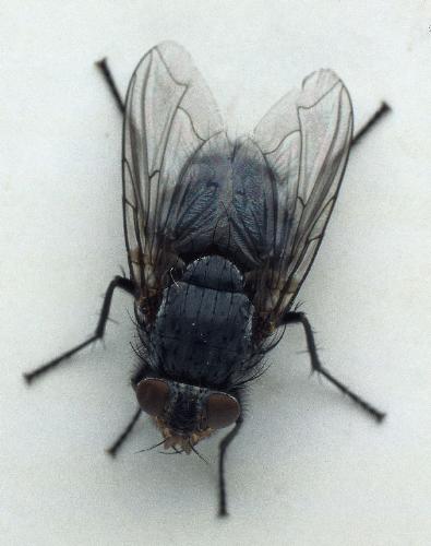 flies - keeping the house flies out. flies - keeping the house flies out.