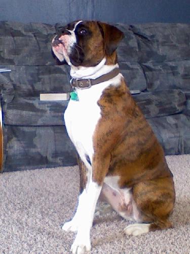 my dog - bronx-a-million