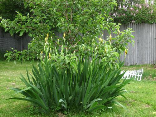 Apple Tree & Irises - They look great surrounding the tree.