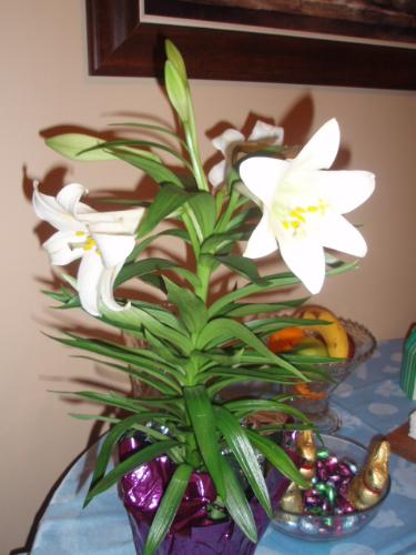 Easter Lily  - Easter Lily plant for spring