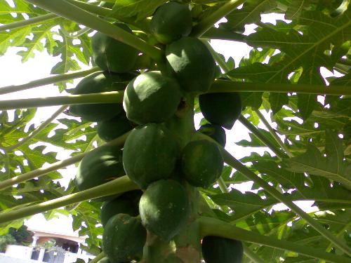 my papayas  - How do you like my papaya tree ?