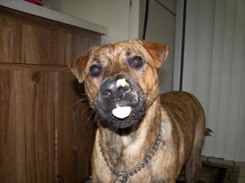 my dog with peanut butter on his nose! - dog eating peanut butter