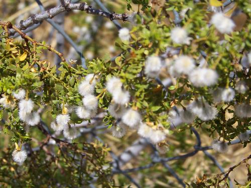 Bush with fuzzy little flowers on it in the Mojave - Bush in the Majave Desert CA at a rest stop.