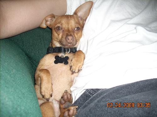 This is my little dog! - I got him when he was just a puppy. His name is Jeezy.