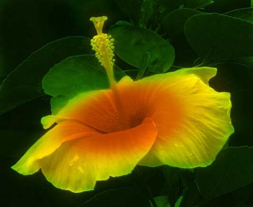 hibiscus - took this shot from our garden... and had a little fun with it. we call this plant gumamela in our place.