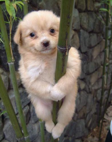 Cute Dog - What a cute dog, are you climbing tree?